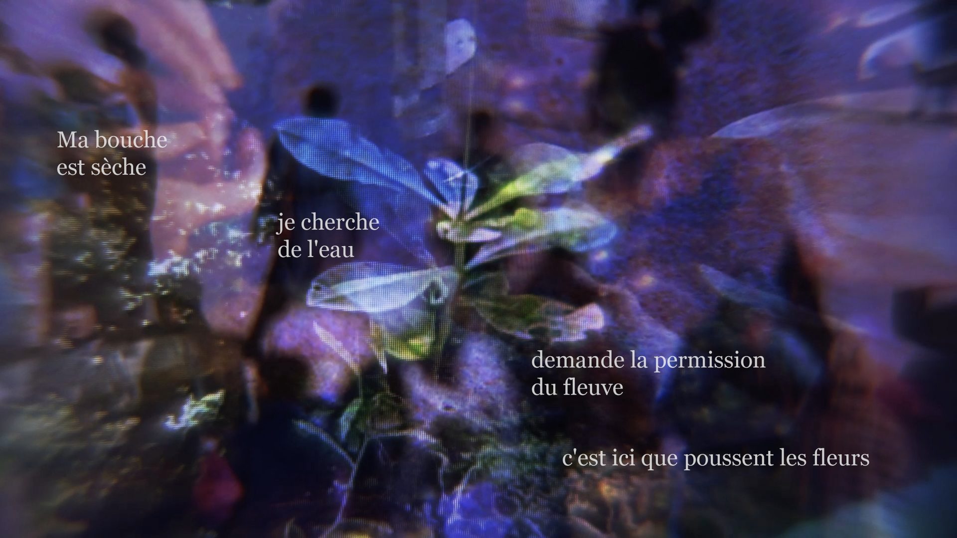 Une image bleu-violet, rêveuse et pixelisée d'une plante. A blue-purple, dreamy pixelated image of a plant. Le texte superposé est le suivant, The superimposed text reads, in french with english translations, en francais avec traduction en anglais: ma bouche est sèche (my mouth is dry), je cherche de l'eau (I am searching for water), demande la permission du fleuve ( ask permission from the river), c'est ici qui poussent les fleurs (it is here that the flowers grow).